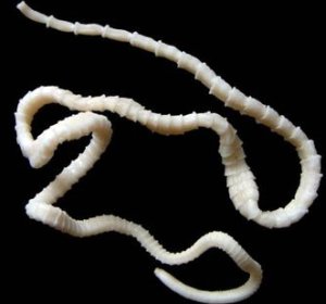 tapeworm-feline-parasites